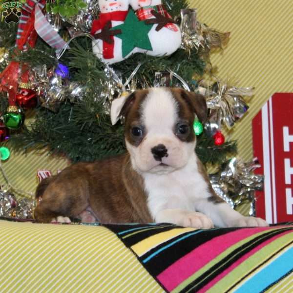 Frankincense, Boston Terrier Puppy